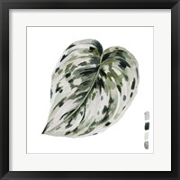 Scindapsus I Framed Print