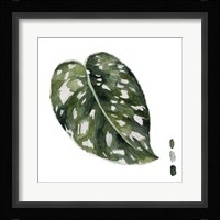 Scindapsus II Framed Print