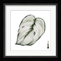 Scindapsus III Framed Print
