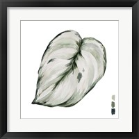 Scindapsus III Framed Print