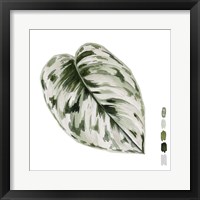 Scindapsus IV Framed Print