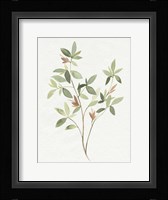 Single Sprig I Framed Print