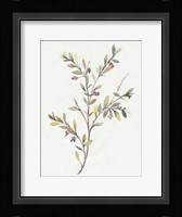 Single Sprig II Framed Print