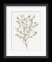 Single Sprig III Framed Print