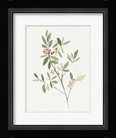 Single Sprig IV Framed Print