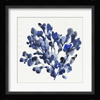 Cobalt Blossom II Framed Print