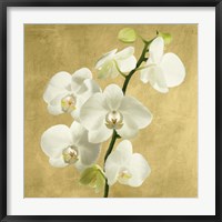 Orchids on a Golden Background II Fine Art Print