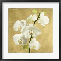 Orchids on a Golden Background II Framed Print
