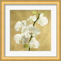 Orchids on a Golden Background II Fine Art Print