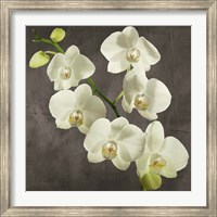 Orchids on Grey Background I Fine Art Print