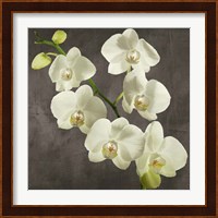 Orchids on Grey Background I Fine Art Print