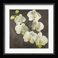 Orchids on Grey Background I Framed Print