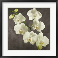 Orchids on Grey Background I Framed Print