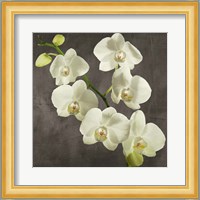 Orchids on Grey Background I Fine Art Print