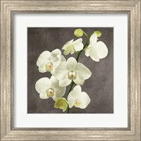 Orchids on Grey Background II Fine Art Print