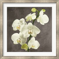 Orchids on Grey Background II Fine Art Print
