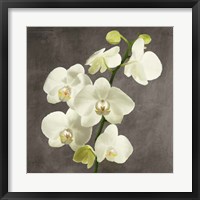 Orchids on Grey Background II Framed Print