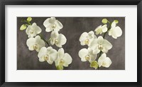 Orchids on Grey Background Fine Art Print