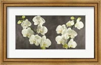 Orchids on Grey Background Fine Art Print