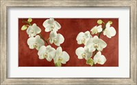 Orchids on Red Background Fine Art Print