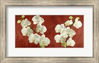 Orchids on Red Background Fine Art Print