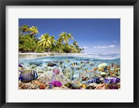 Underwater life Fine Art Print