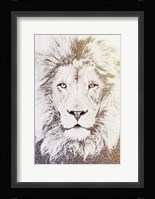 Lion Fine Art Print