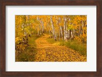 Aspen Tree Trunks Fine Art Print