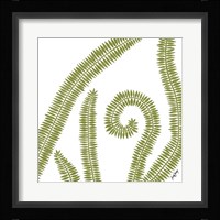 Curly Fern Fine Art Print