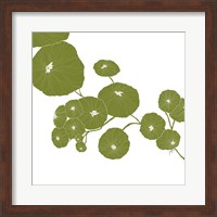 Pilea Fine Art Print