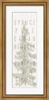 Pine Types Fine Art Print