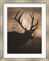 Elk Sunrise I Fine Art Print
