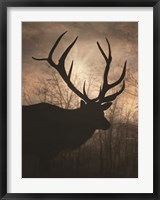 Elk Sunrise I Fine Art Print