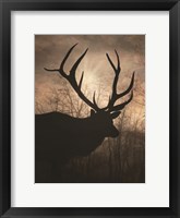 Elk Sunrise I Framed Print