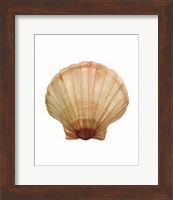 Neutral Shell Collection 2 Fine Art Print