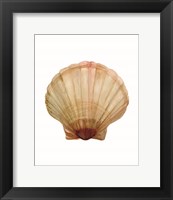 Neutral Shell Collection 2 Fine Art Print