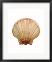 Neutral Shell Collection 2 Framed Print