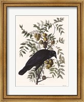 Vintage Crow 1 Fine Art Print