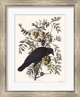 Vintage Crow 1 Fine Art Print