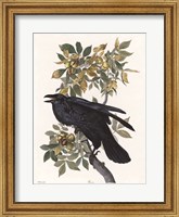 Vintage Crow 2 Fine Art Print