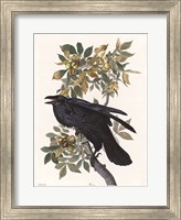 Vintage Crow 2 Fine Art Print