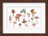 Mushroom Medley 01 Fine Art Print