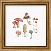 Mushroom Medley 03 Fine Art Print