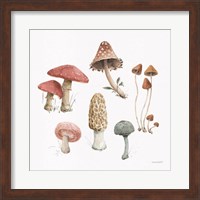 Mushroom Medley 03 Fine Art Print