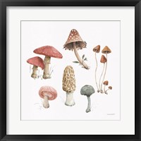 Mushroom Medley 03 Framed Print