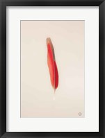 Floating Feathers II Framed Print