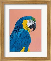 Blue and Gold Macaw Fine Art Print