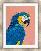 Blue and Gold Macaw Fine Art Print