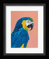 Blue and Gold Macaw Fine Art Print