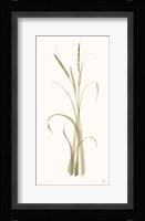 Lyme Grass Framed Print